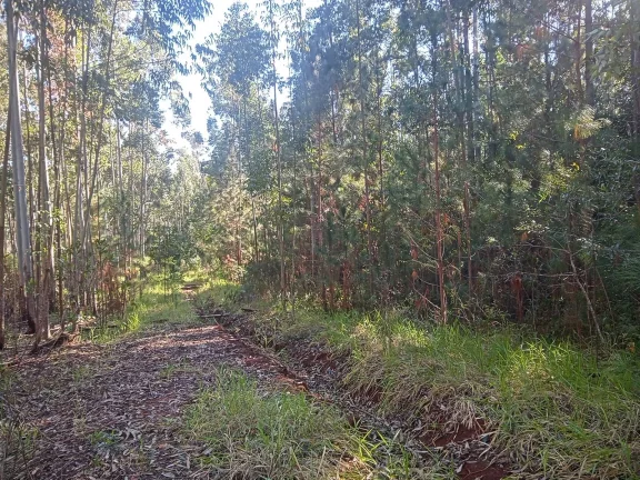 Imagem Excelente Área para Investimento - 29 Hectares, Pimenta, Viamão/RS