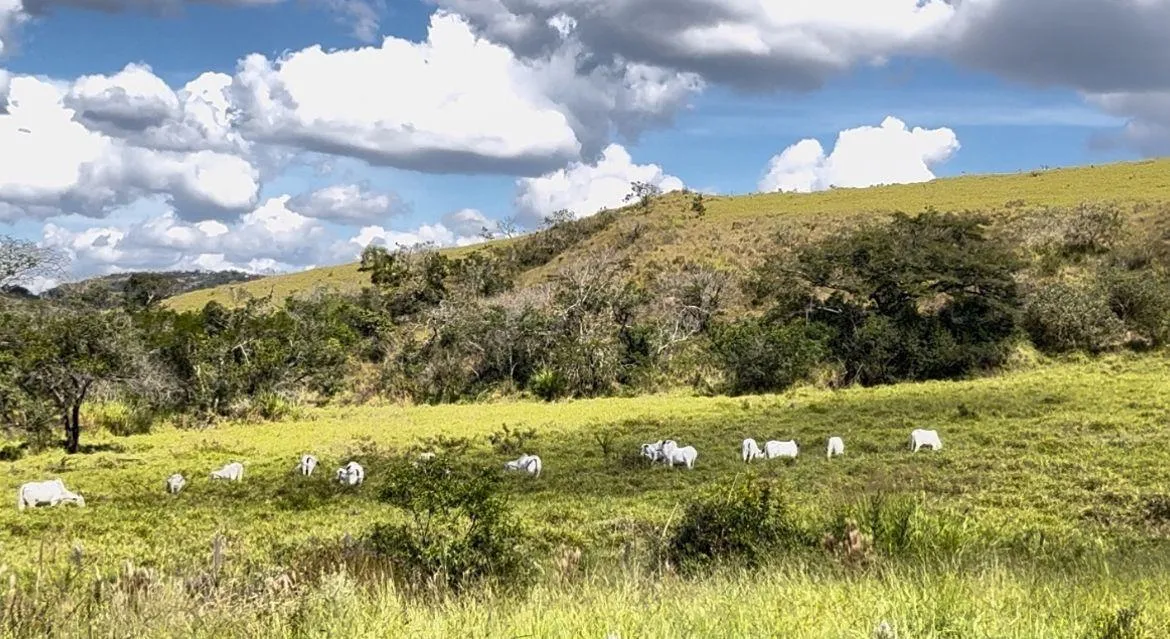 Imagem FAZENDA À VENDA - OLIVEIRA (MG) 107 hectares de terra