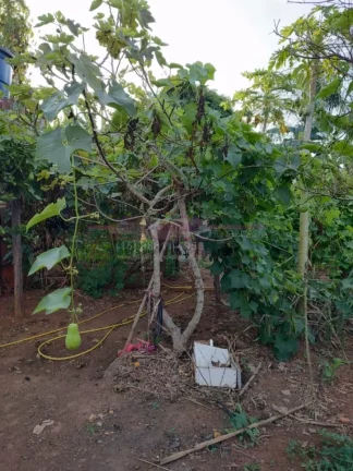 Imagem A Chácara tem 1000m2de terreno, casa com 3 dormitórios, sala ampla, cozinha, até gourmet e uma á...