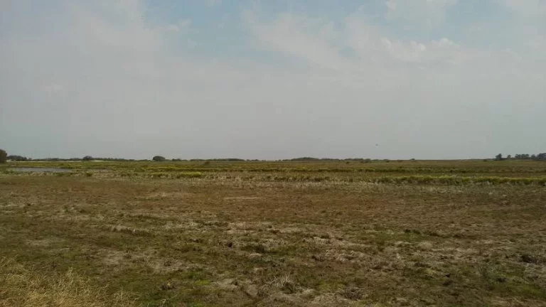 Imagem Fazenda à Venda – 194 Hectares – Viamão/RS