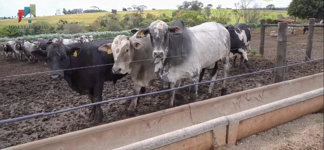 Fazenda á venda em Avaré SP em Área Rural