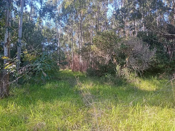 Imagem Excelente Área para Investimento - 29 Hectares, Pimenta, Viamão/RS