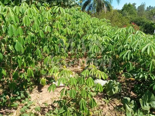 Imagem Sitio para venda de 2.400m² em São Sebastião do Cai/RS.