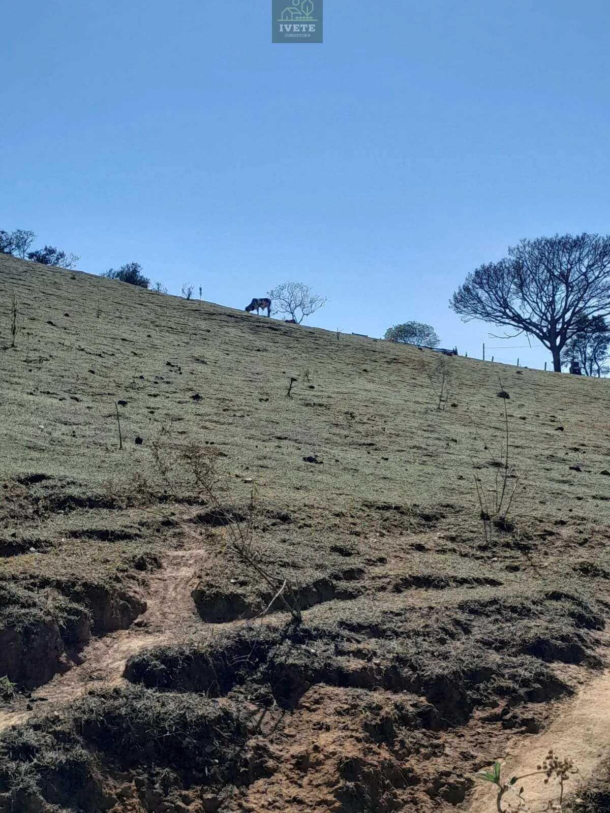 Imagem Terreno incrível para criação de animais e plantio