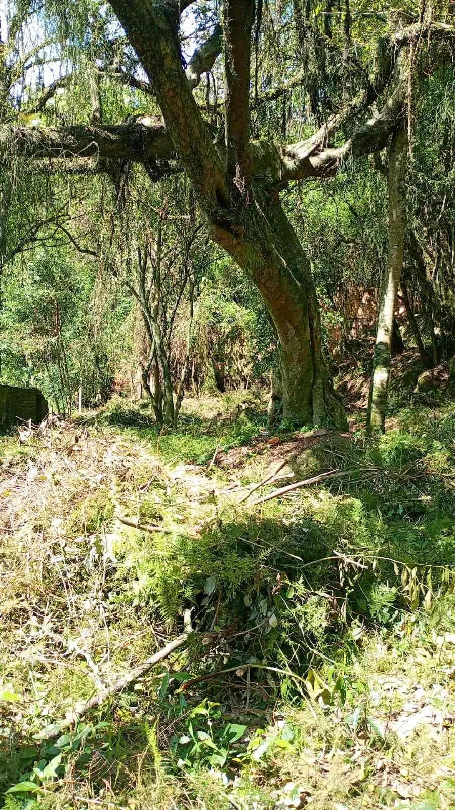 Imagem Terreno no Bairro Ipanema em Porto Alegre