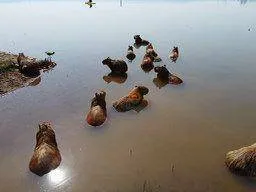 Imagem Terreno à vendano Shalimar - Lagoa Santa, Minas Gerais