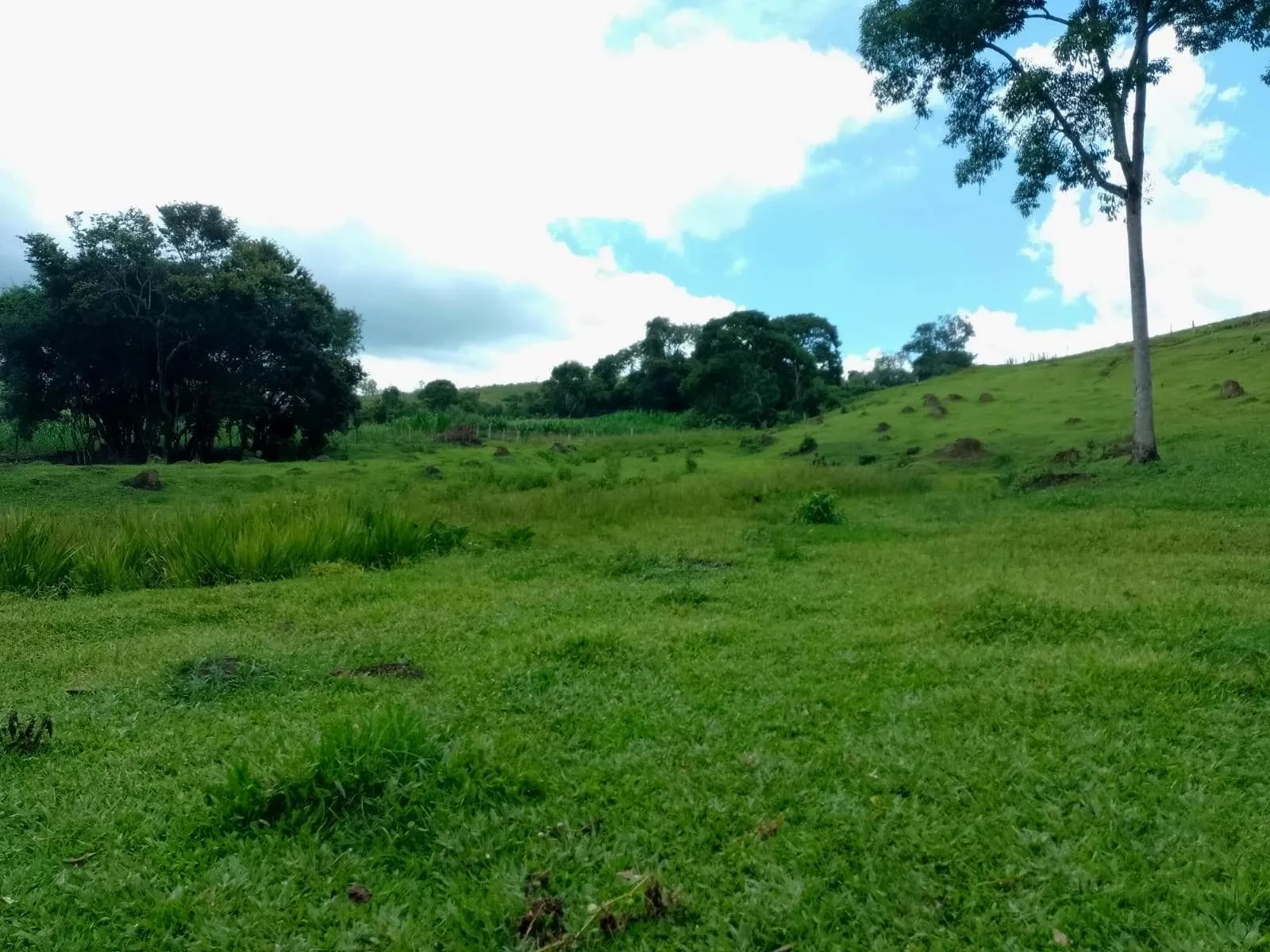 Imagem Fazenda à Venda, 5 Alq. MG em Caldas - Caldas