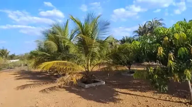Imagem Terreno à Venda, 1000 m² em Esperantina - Esperantina