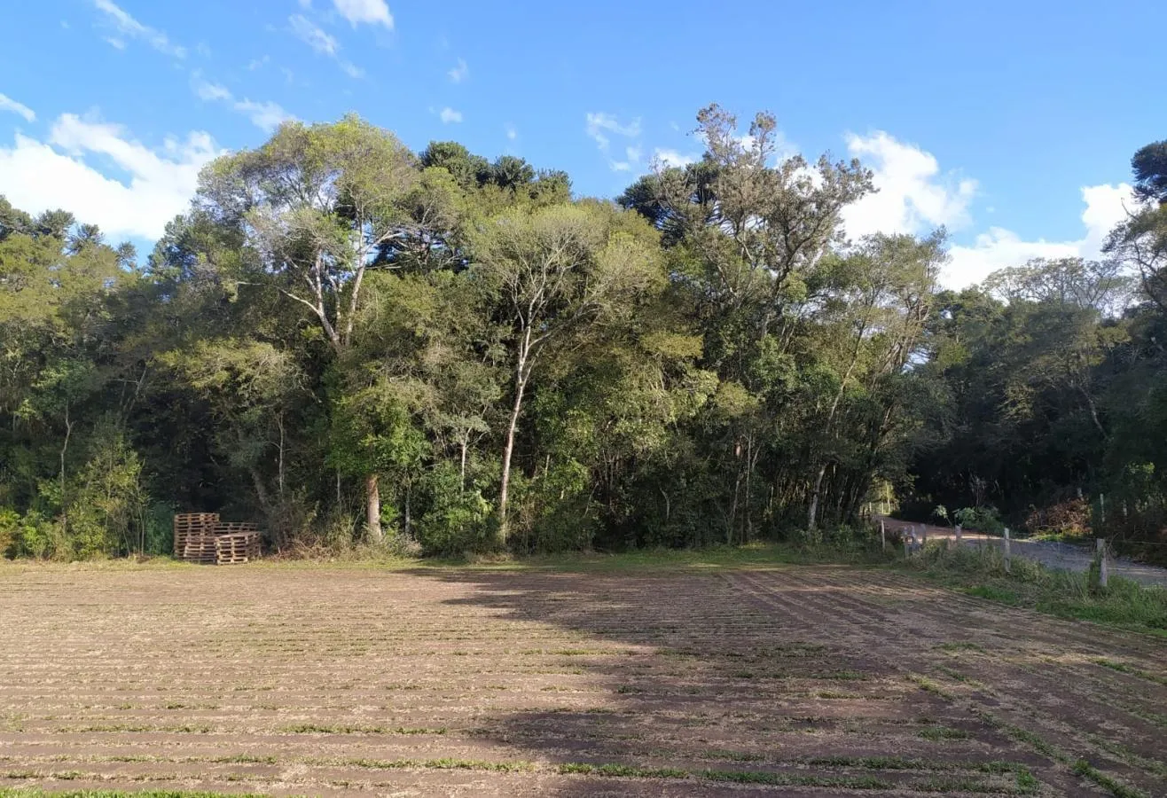 Imagem Terreno para Venda em São José dos Pinhais, Campo Largo da Roseira