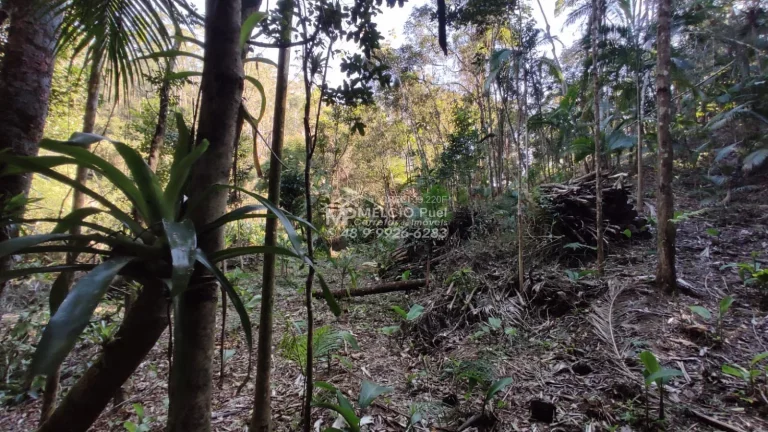 Imagem VENHA CONHECER O PARAÍSO NOVA TRENTINO! SÍTIO RECANDO DA ESPERANÇA Você está em busca de um refúgio tranquilo, próximo à natureza