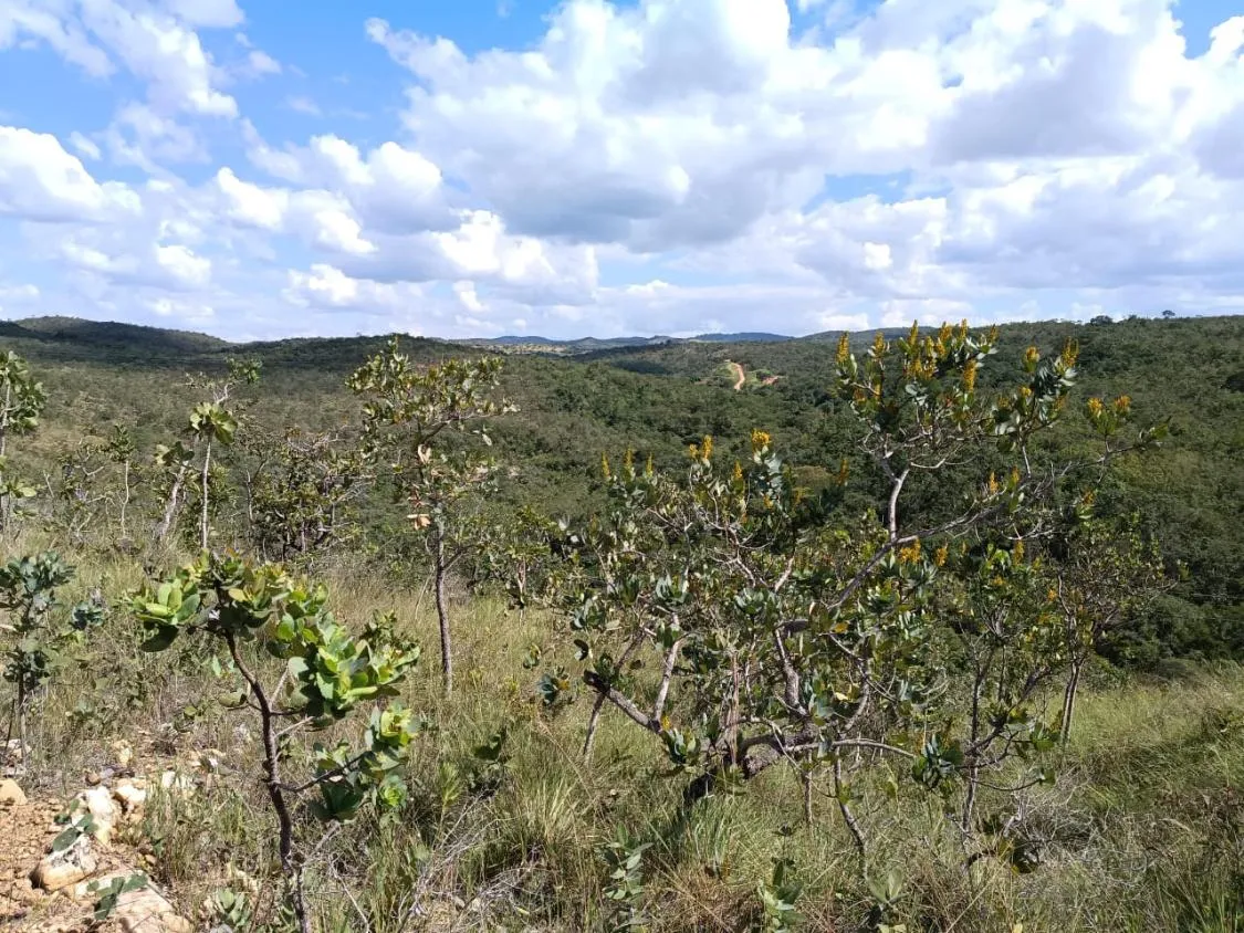 Imagem FAZENDA À VENDA EM SANTANA DO PIRAPAMA ? MG , com 338 hectares de terra