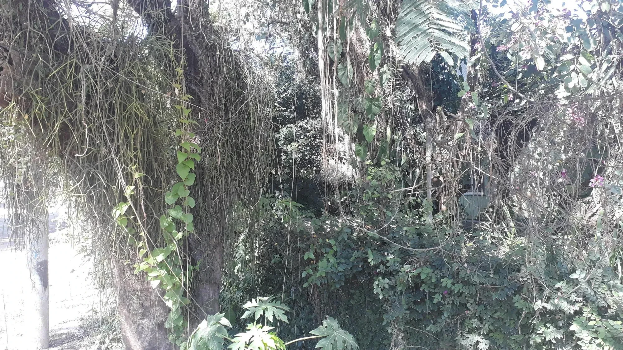 Imagem Terreno à Venda, 1196 metros em Itaipu - Niterói