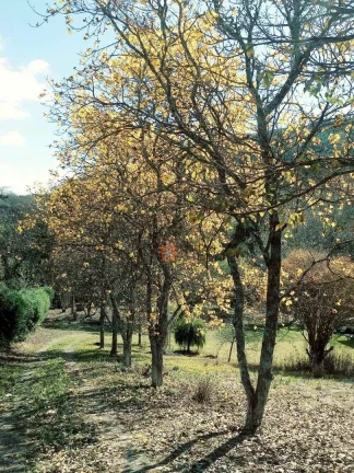 Imagem Chácara com 2 dormitórios à venda, 5000 m² por R$ 580.000,00 - Salto Do Meio - Extrema/MG