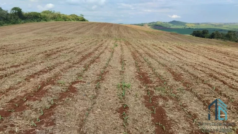 Foto do imóvel Fazenda com 57 alqueires (plantando 46) Solo roxo alta fertilidade, Engenheiro Beltrão PR