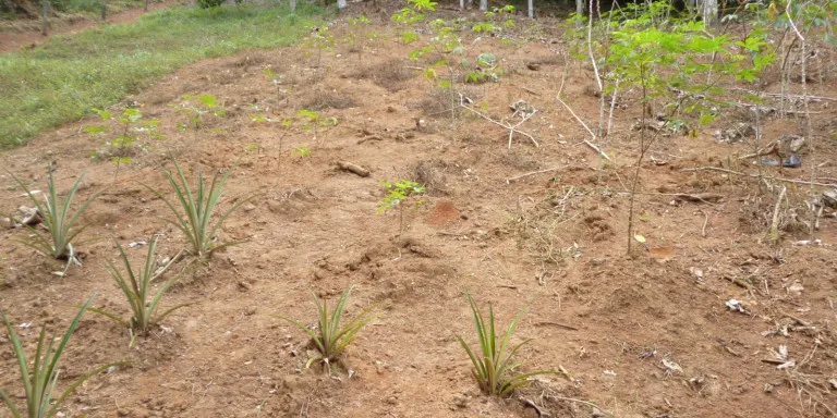 Imagem Chácara com 2 Quartos à Venda, 4.000 m² em Centro - Santa Isabel