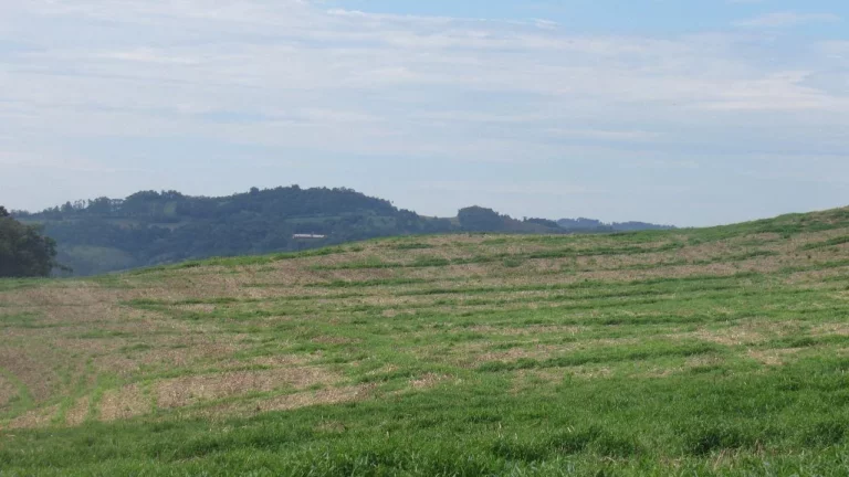 Imagem Área Agrícola para Venda em Concórdia, Rancho Grande