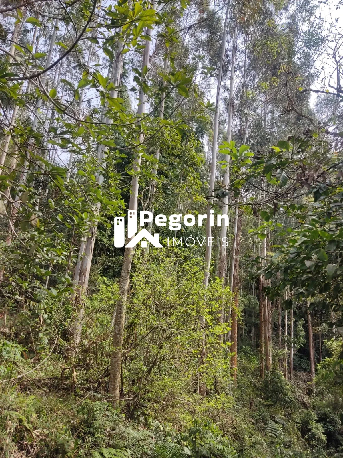 Imagem CHÁCARA EM CAMPO MAGRO 51.000M²