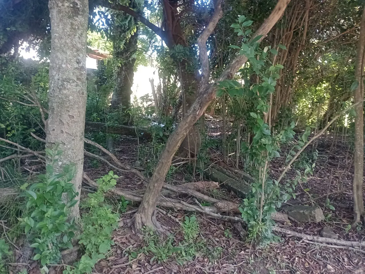 Imagem Terreno à Venda em São Lucas, Viamão