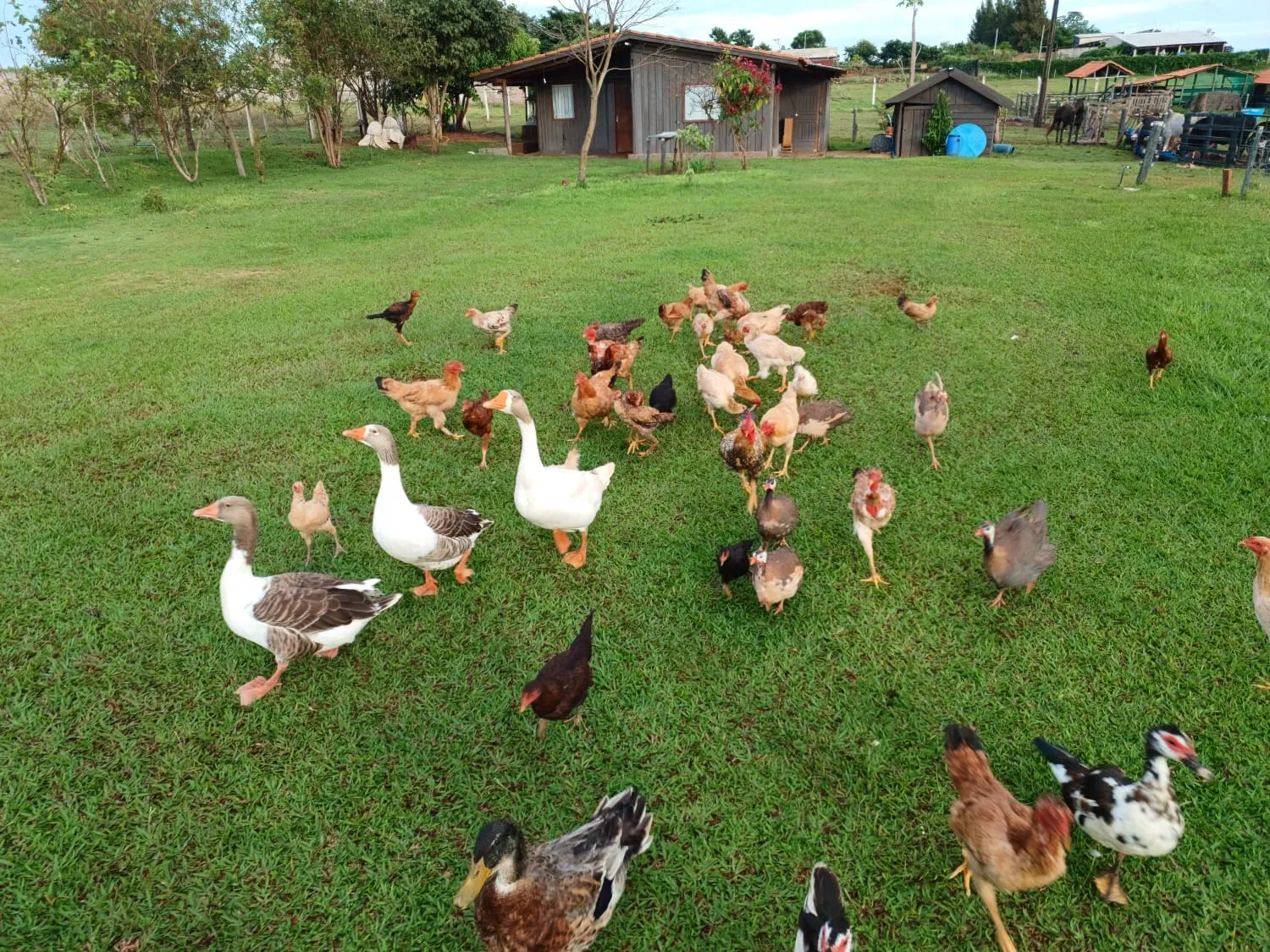 Imagem Chácara 20m Umuarama-PR 69