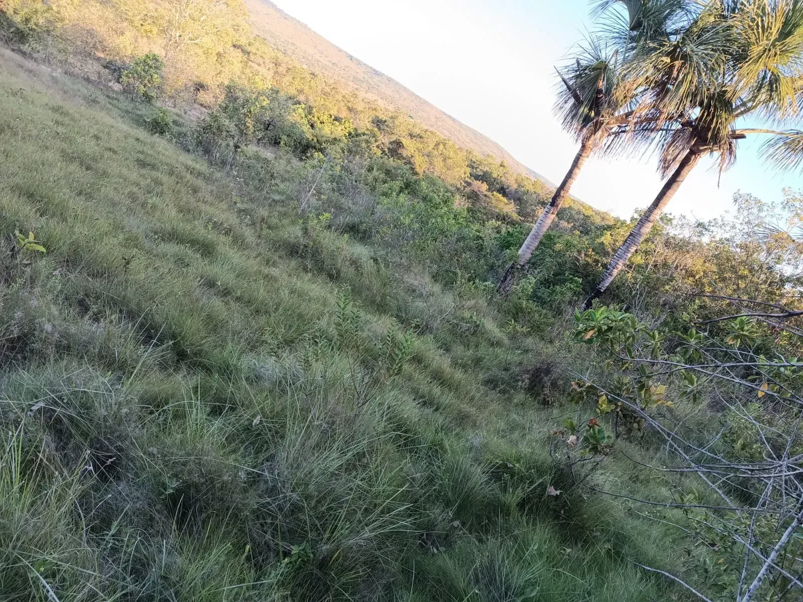 Imagem Fazenda à Venda, 247 HA em Samambaia Sul - Brasília
