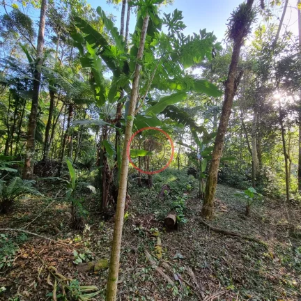 Imagem Lindo terreno na Beira Rio, com 1500 mt com patamar e area de preservaçao.