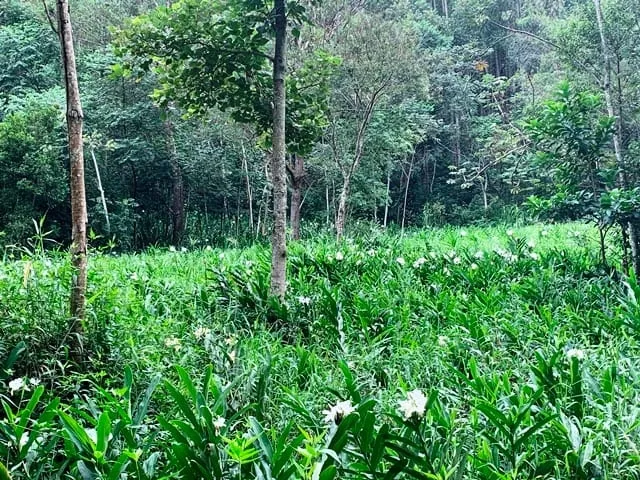 Imagem Chácara à venda 994000M², Barreiro, Aparecida - SP
