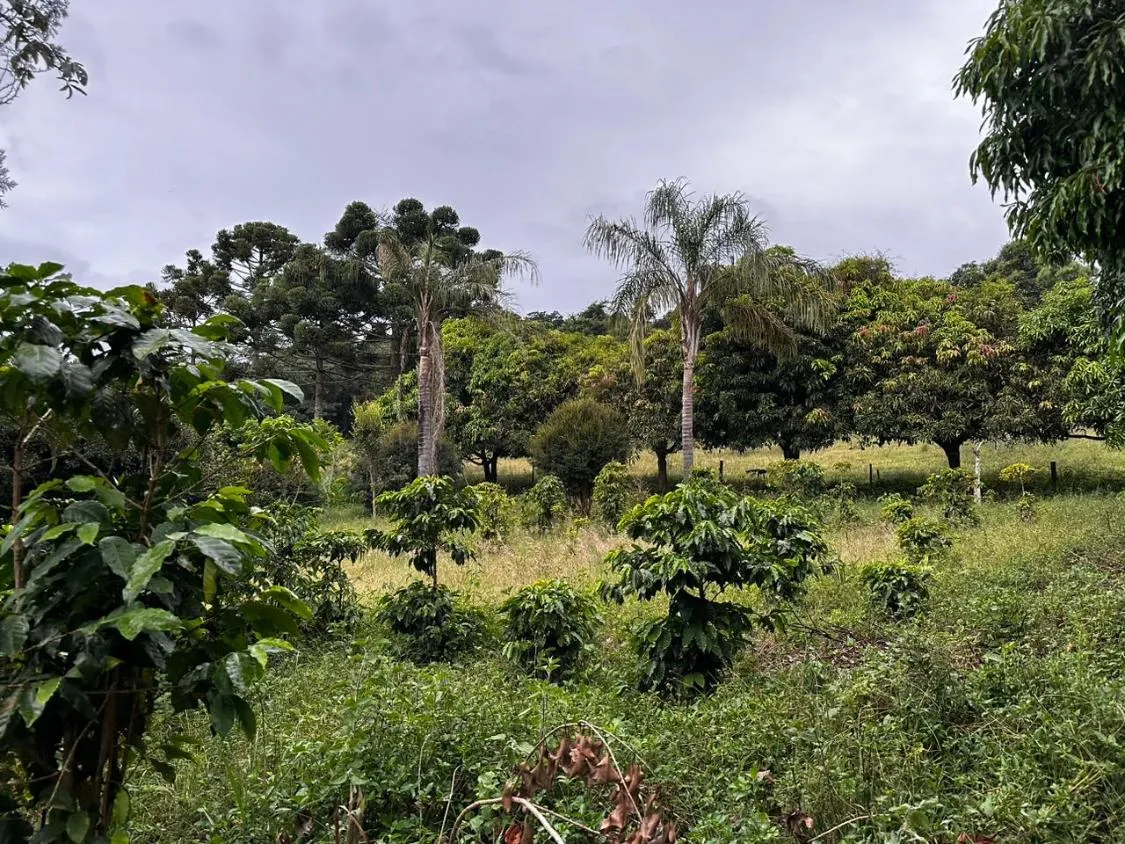 Imagem Vendo um ótimo terreno com 13 hectares de área total , em Crucilândia / MG