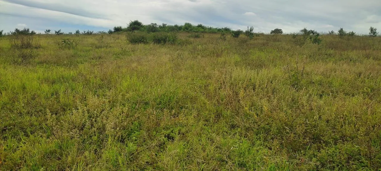 Imagem endo uma excelente fazenda em Desterro de Entre Rios com 277 hectares de terra