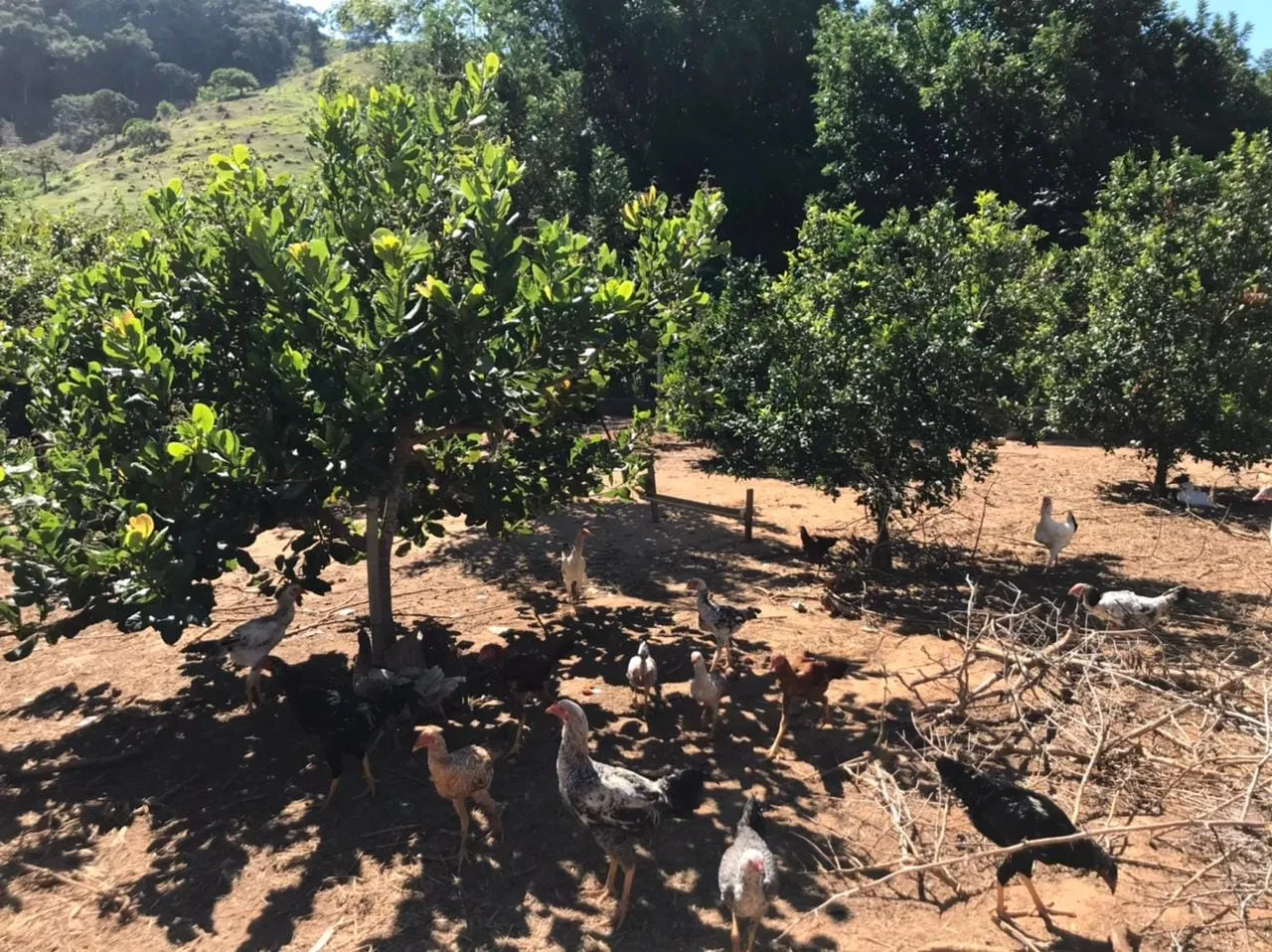 Imagem Chácara à venda 4 Quartos, 5 Vagas, Santa Luzia Rural, Taubaté - SP