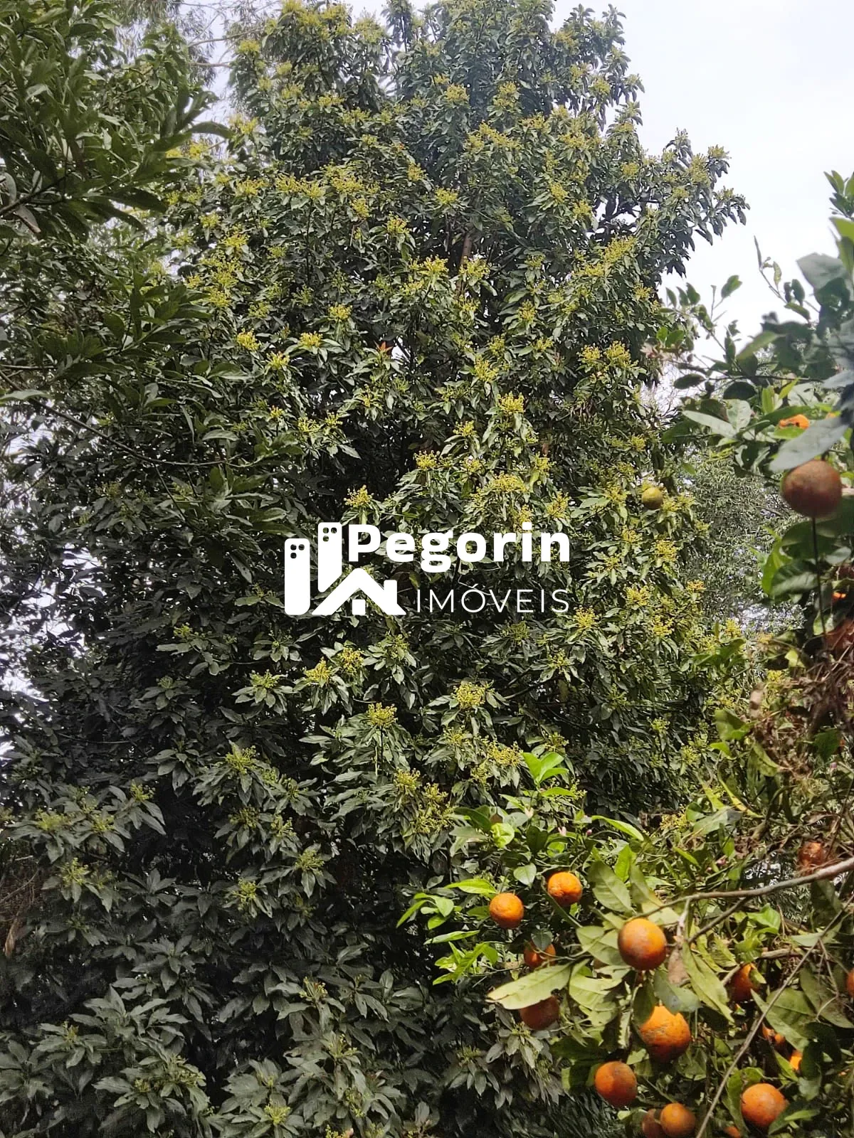 Imagem CHÁCARA EM CAMPO MAGRO 51.000M²