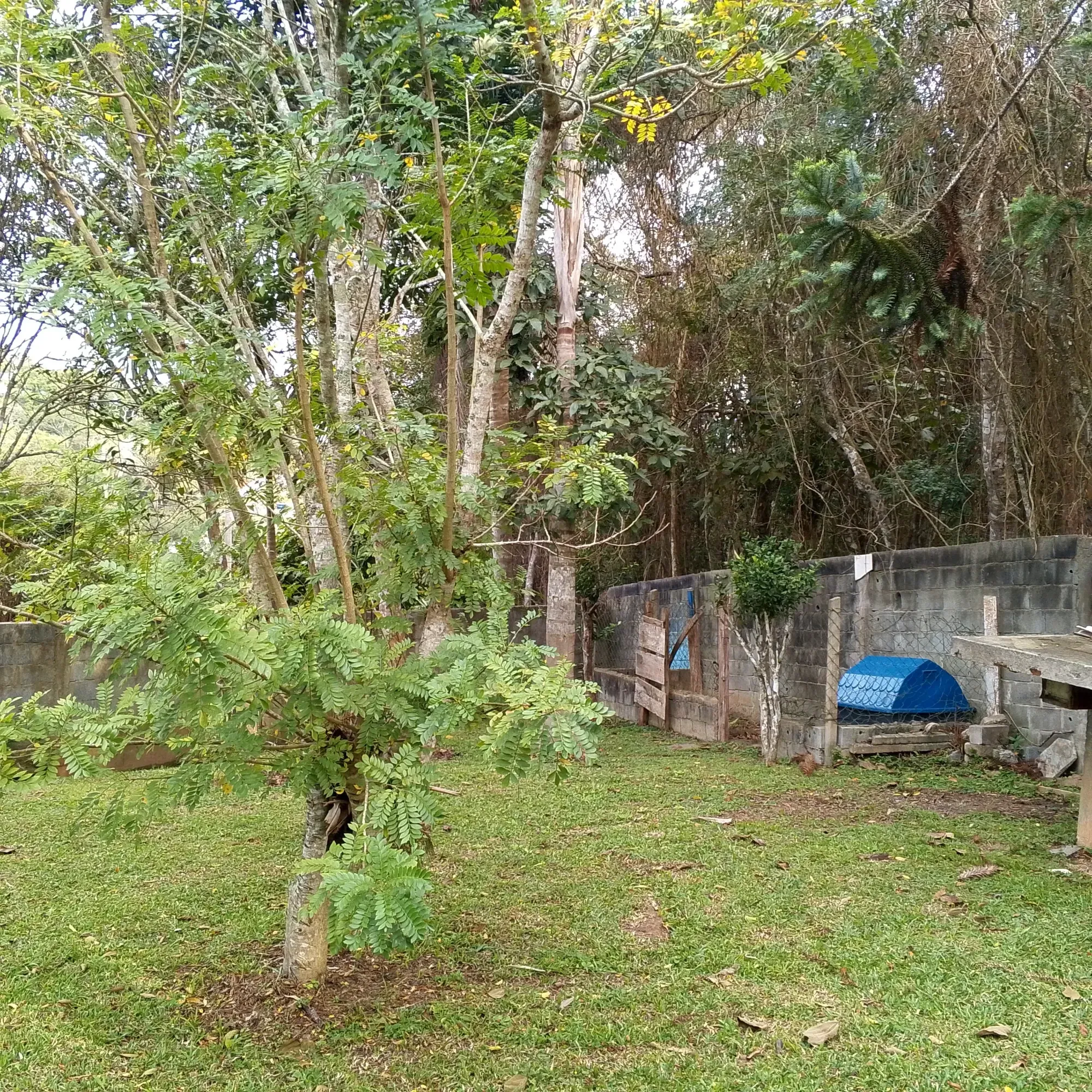 Imagem Chácara com 3 Quartos à Venda, 12.000 m² em Jardim das Cerejeiras - Cotia
