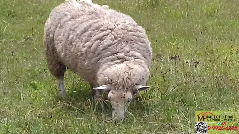 Imagem Lindo sítio a VEDA localizado em Rancho Queimado. Ótima propriedade para pastagens 06 hectares (todo cercado com 10 fios de arame); Escritura pública;