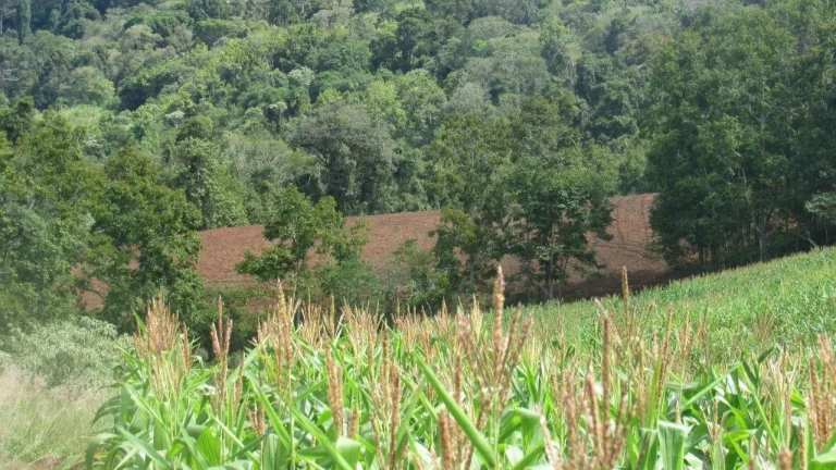 Imagem Área Agrícola para Venda em Concórdia, Rural