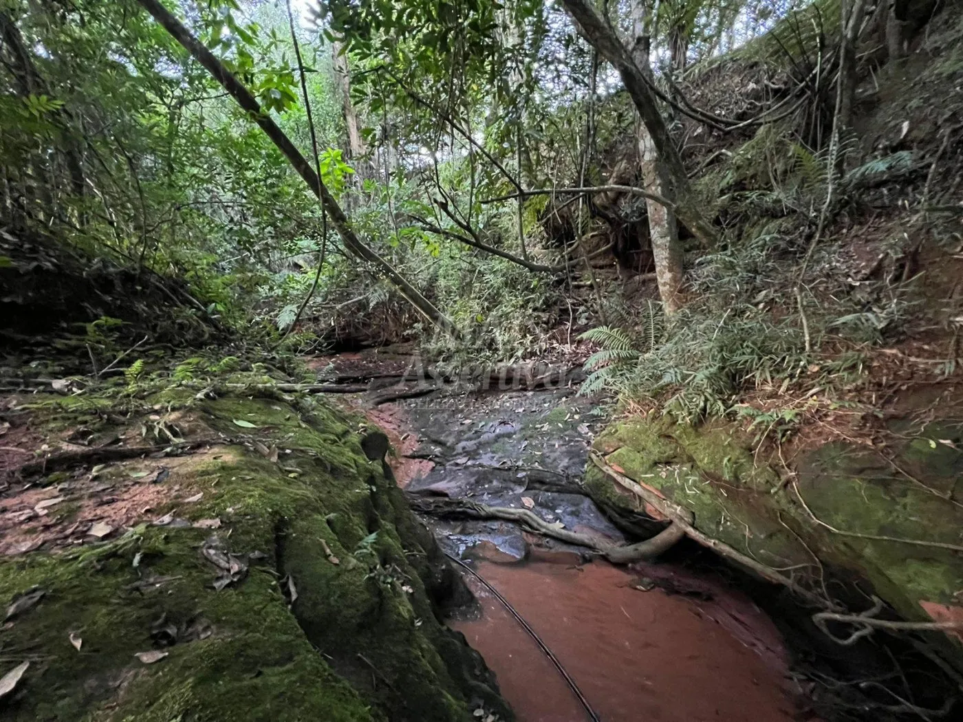 Imagem Chácara de 10 hectares para venda em Lomba Grande, Novo Hamburgo