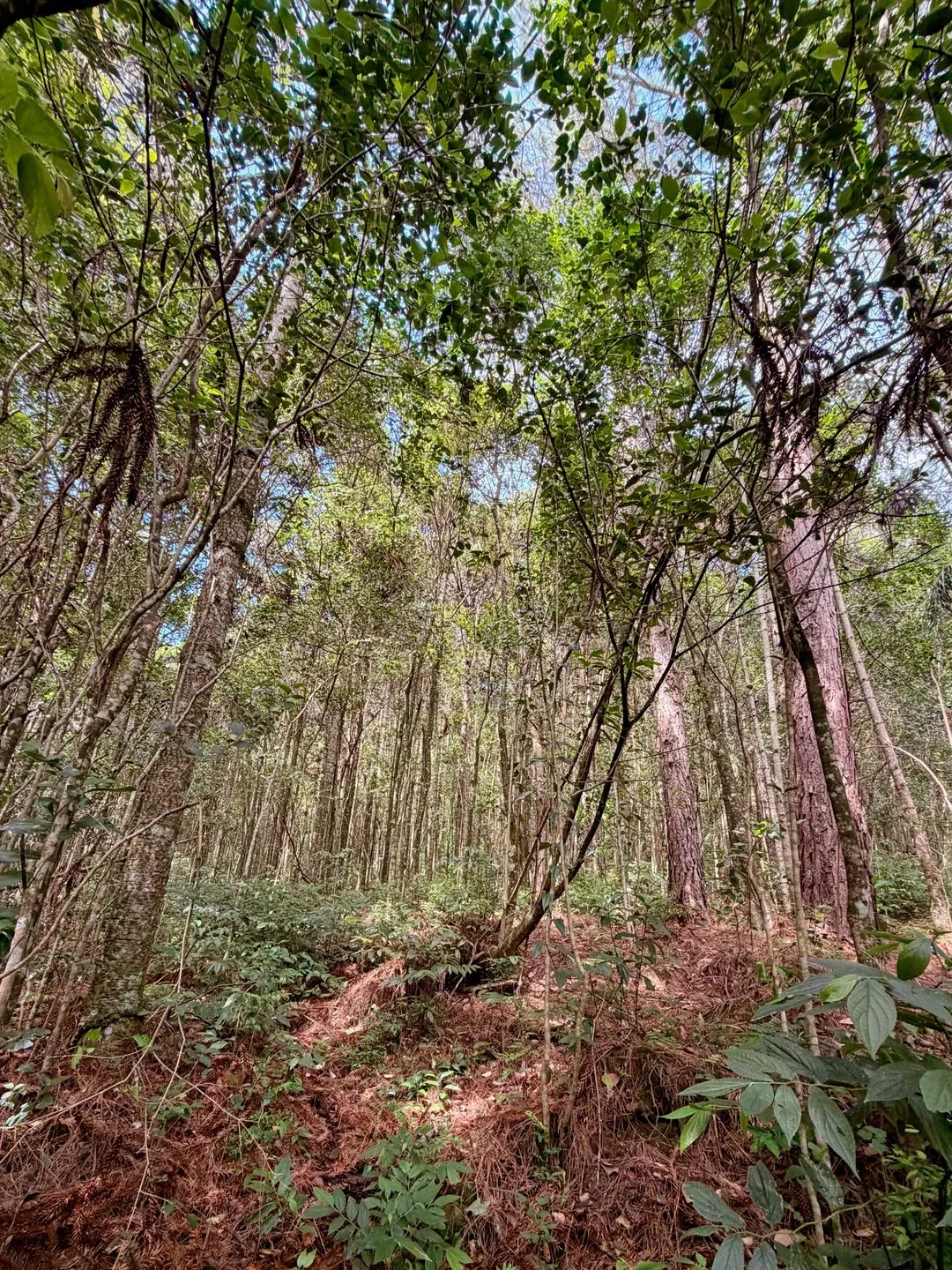 Imagem Chácara à venda em Caxias do Sul, Centro, 20000m2
