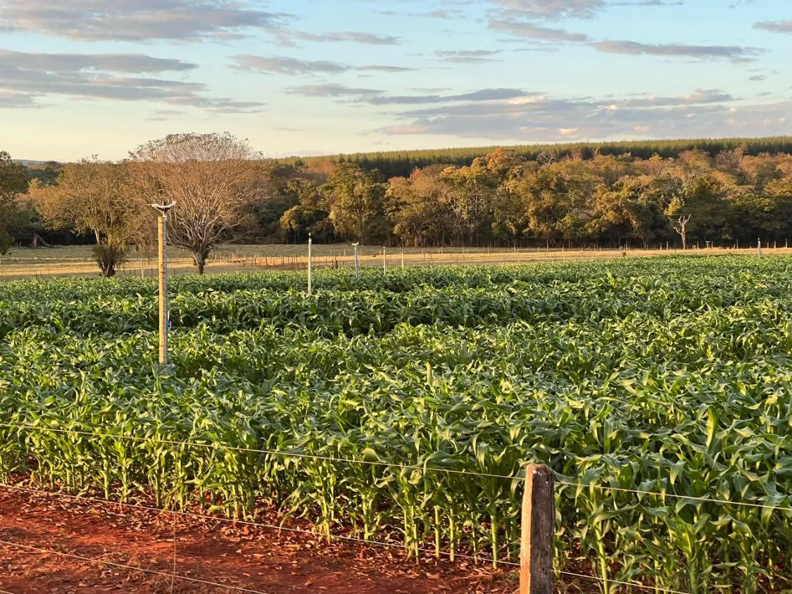 Imagem FAZENDA À VENDA EM FELIXLÂNDIA/MG | 105 HECTARES