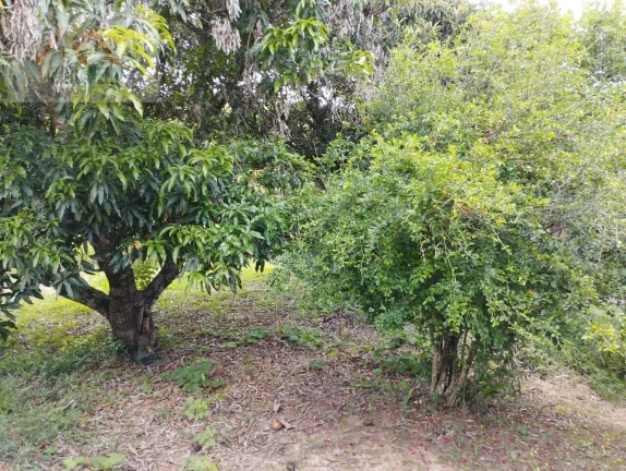 Imagem CHÁCARA CANANÉIA