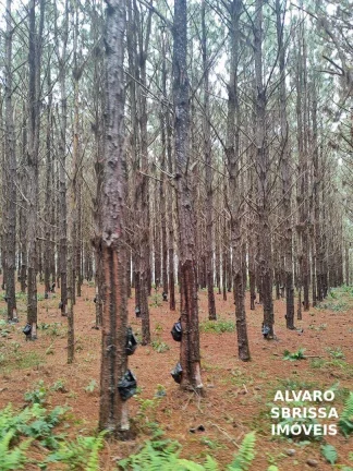 Imagem EXCELENTE FAZENDA COM PINUS A VENDA NA REGIÃO DE ITAPETININGA-SP