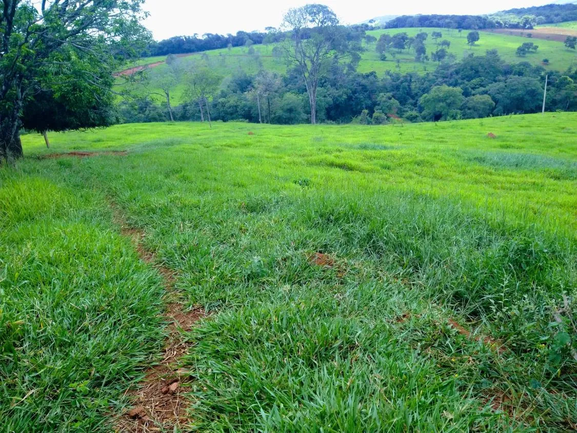 Imagem Oportunidade Imperdível em São José da Varginha/MG 38 hectares de terra