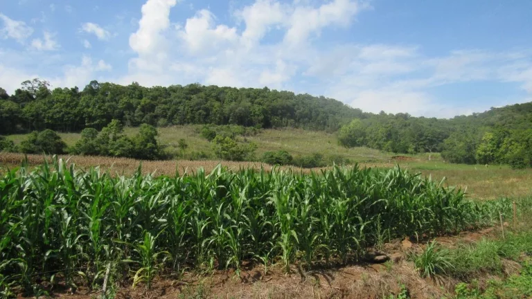 Imagem Área Agrícola para Venda em Concórdia, Linha Sertão