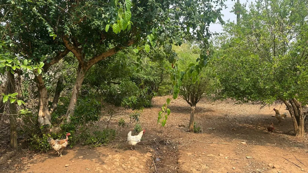 Imagem FAZENDINHA À VENDA - PASSA TEMPO (MG) 51 hectares de terra