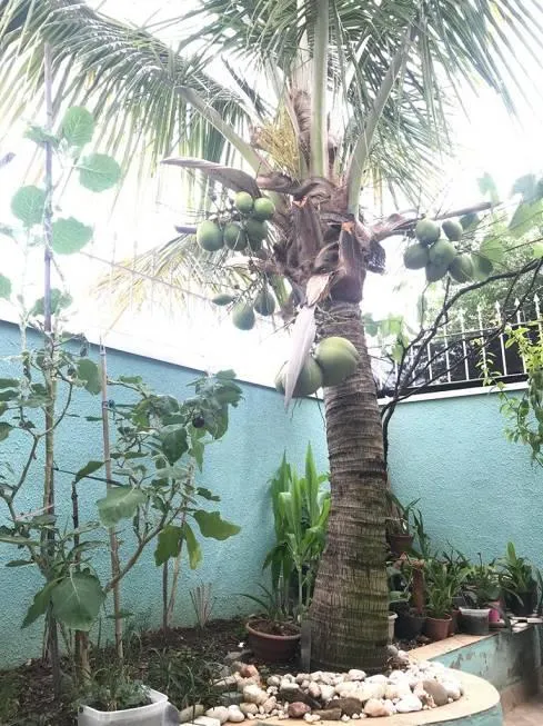 Imagem CASA - JARDIM NOVA EUROPA - CAMPINAS