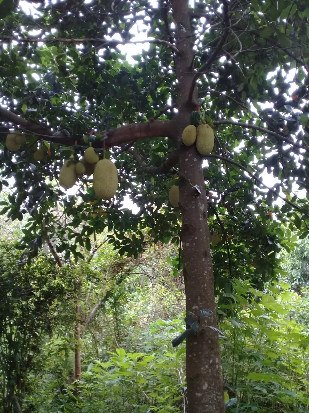 Foto do imóvel Terreno à venda 200M², Cesar Park, Pindamonhangaba - SP