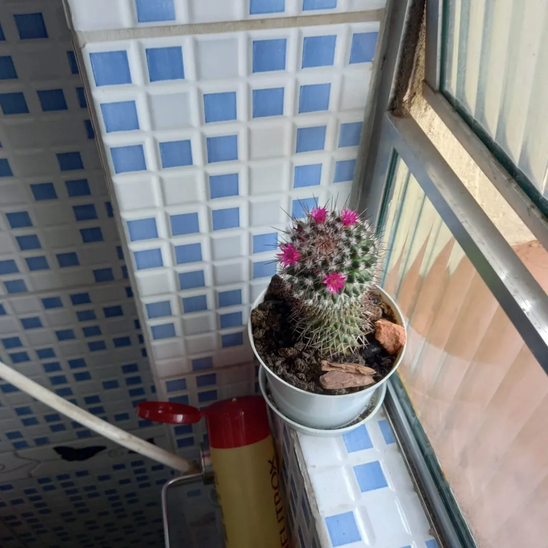 Imagem Apartamento JK no centro de Viamão no coração da cidade.