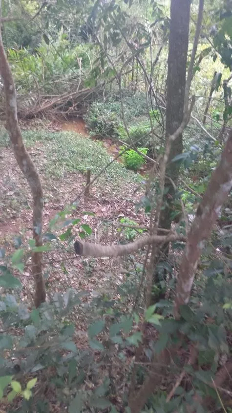 Imagem VENDO FAZENDINHA NA REGIÃO DE Brumadinho / MG Área total de 14 hectares