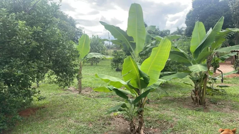 Imagem Chácara a VENDA, Parque Santa Cândida, Bauru/SP, com 2 casas