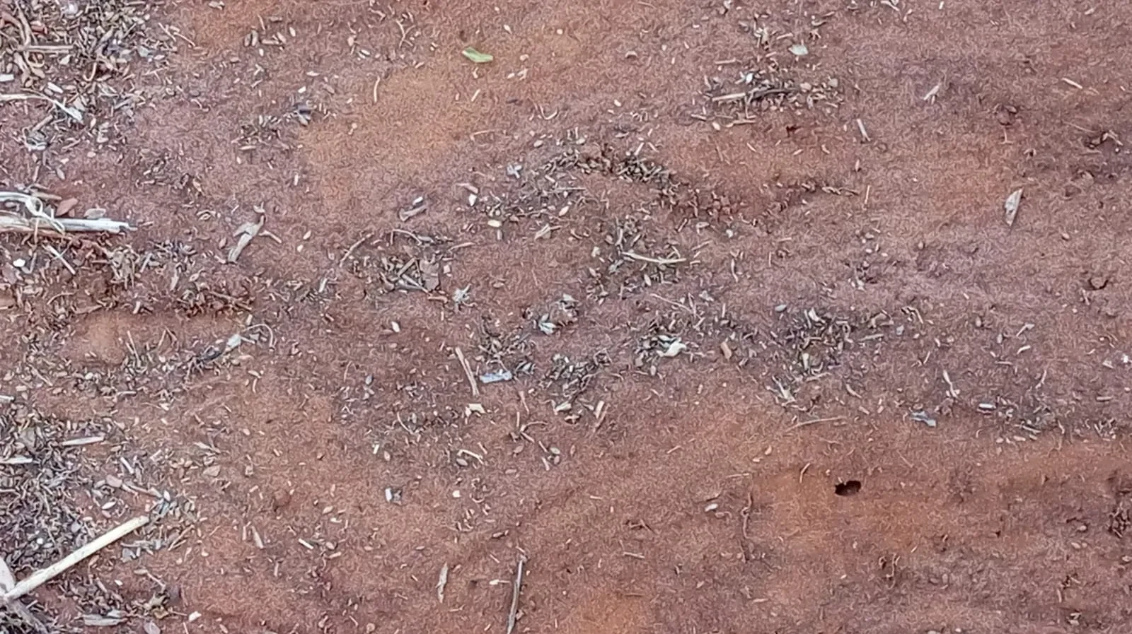 Imagem Fazenda à Venda, 24 Alq. GO em Área Rural de Jataí - Jataí