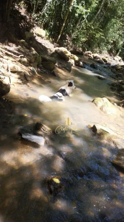 Imagem Vendo sítio/ Chácara, 12 Hectares em Alfredo Wagner SC.