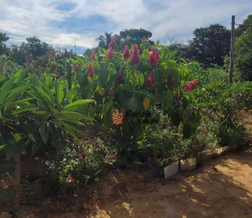 Imagem Sítio Produtivo à venda, 44500 m² por R$ 1.250.000 - Monte Mor - Monte Mor/SP
