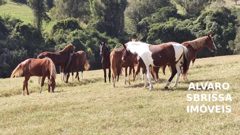 Imagem Vende - Lindo Haras - 5,5 Alqueires –Estrutura Completa– Itu/SP